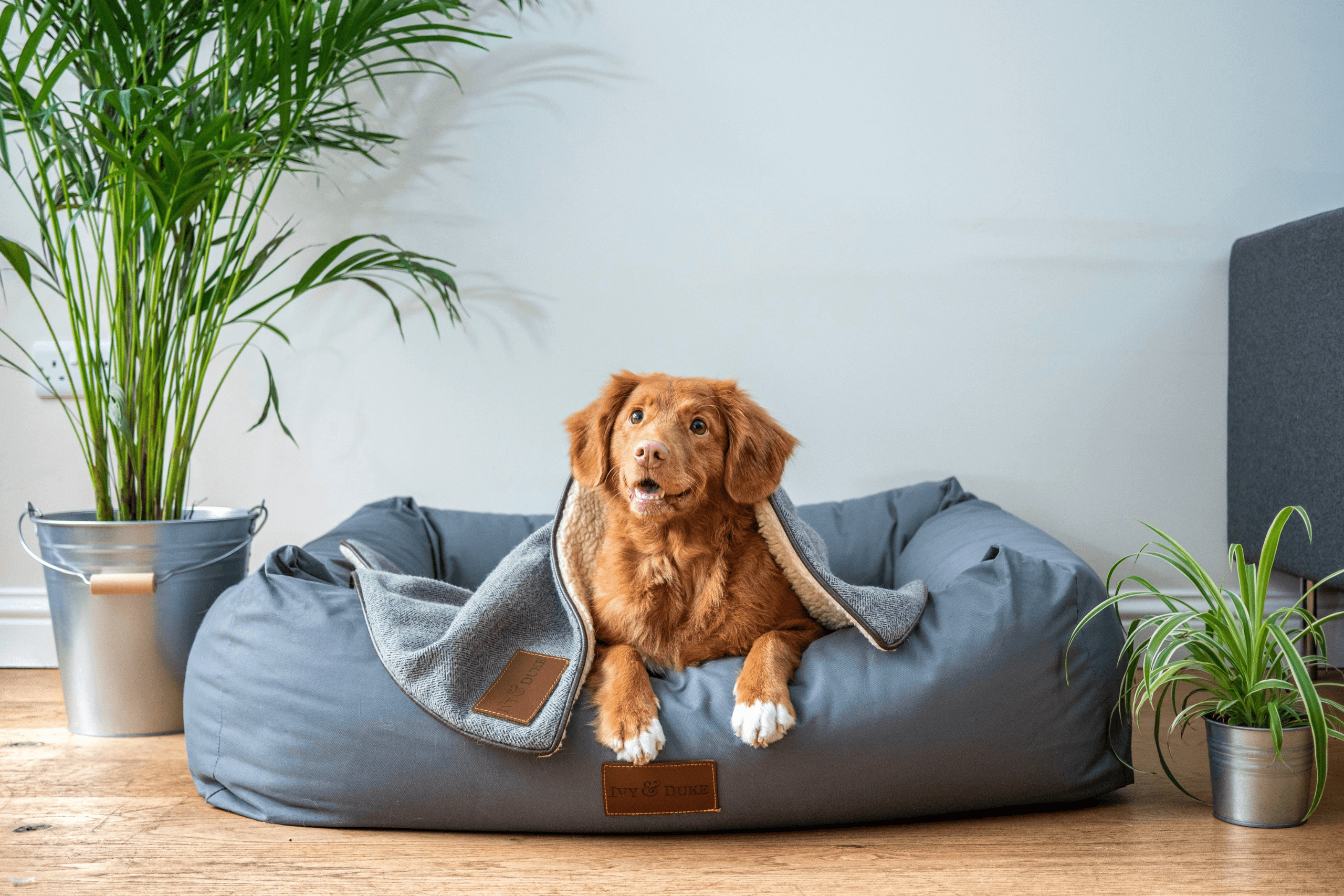 Marketing for Pet Brands: How to reach the right audience