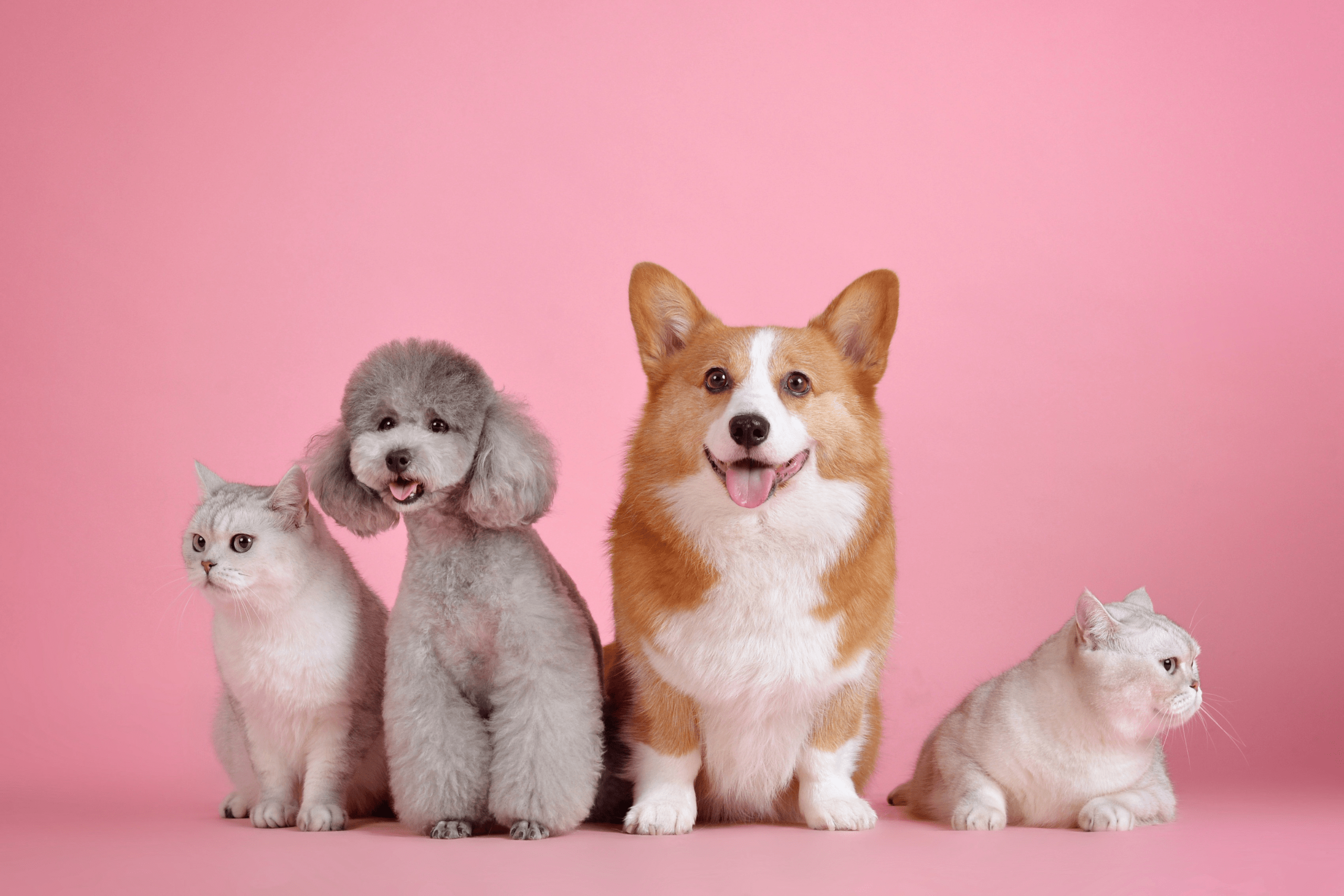 Image of dogs and cats to introduce our blog, 'Digital Marketing for Pet Businesses'.