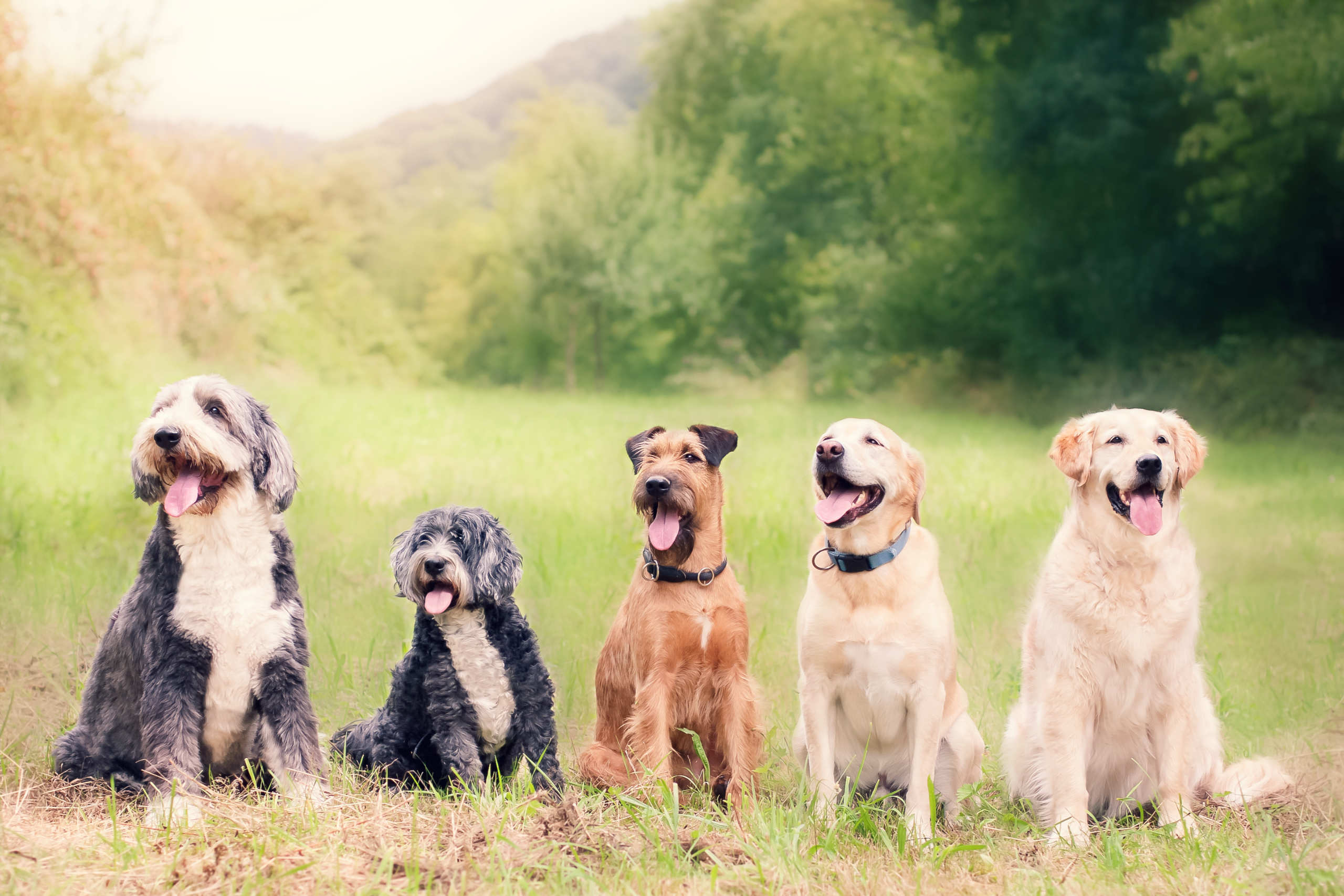 Image of dogs to introduce our blog titled 'Marketing for the Pet Industry'