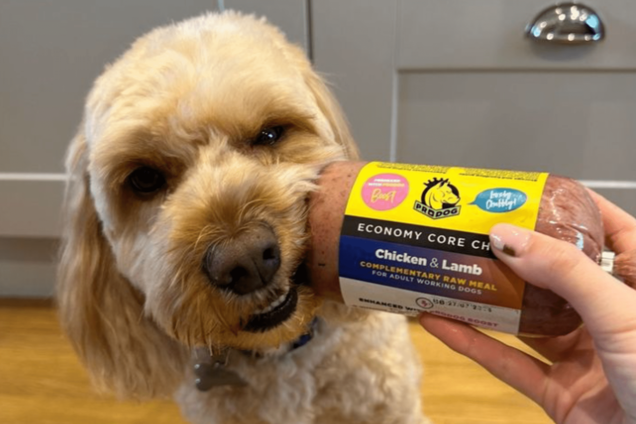 Image of Ted the Cockapoo eating ProDog raw food, a client of our marketing agency in Maldon.