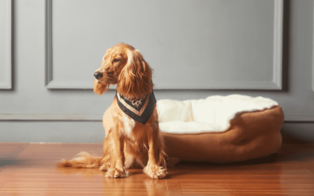 Social Media Strategies for Pet Products - Image of a dog sat next to a dog bed.